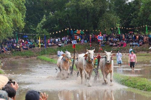 Rộn ràng mùa đua bò Chùa Rô, nơi văn hóa Khmer được đánh thức trên ruộng lúa