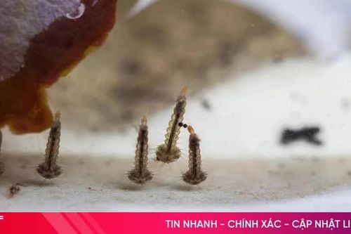 Những khu vực dễ thành ổ muỗi trong nhà