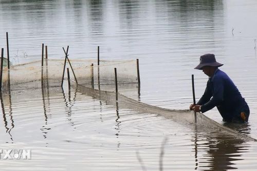 Mùa cá ruộng ngập lũ ở nhiều vùng quê Cần Thơ
