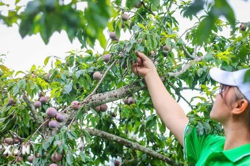 Lào Cai hỗ trợ khu vực kinh tế tư nhân tăng cạnh tranh, mở rộng xuất khẩu