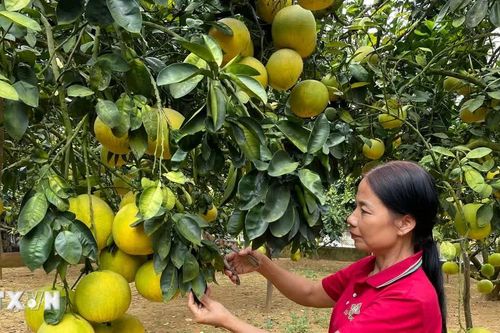 Phú Thọ nâng cao chất lượng và mở rộng thị trường cho sản phẩm OCOP