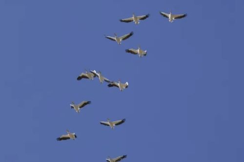 Nhầm đàn chim là UAV, Litva điều tiêm kích NATO xuất kích