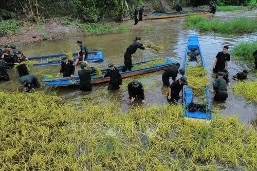 Tây Ninh hỗ trợ người dân gặt lúa chạy lũ