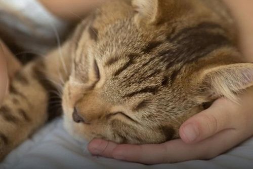 Thường xuyên ôm mèo đi ngủ, bé gái 4 tuổi tử vong do mắc bệnh dại