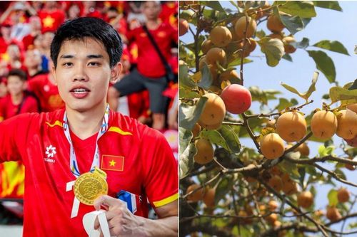 Về Nghệ An quê Đình Bắc, tìm thức quà mùa thu khi những vườn hồng bắt đầu vào mùa