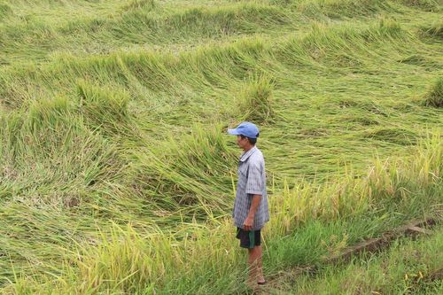 Lúa hè thu ngã rạp sau mưa lớn, người dân đứng ngồi không yên