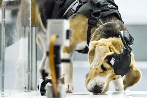 Ứng dụng AI và khứu giác loài chó để phát hiện ung thư