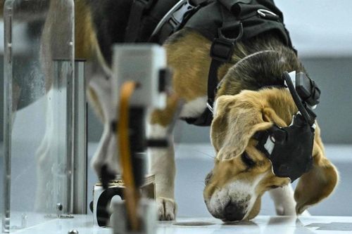 Ứng dụng AI và khứu giác loài chó để phát hiện ung thư