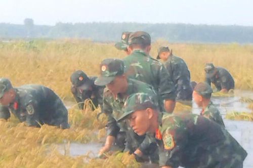 Cán bộ, chiến sĩ giúp dân thu hoạch 13 ha lúa khỏi mưa lũ