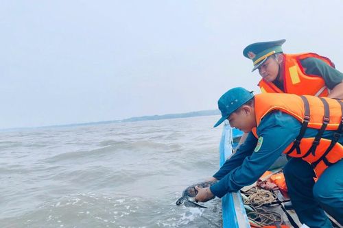 Phát hiện cá thể vích nặng 3kg, thả về biển