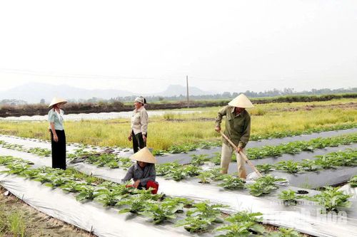 Lợi ích từ việc nâng cao trình độ cho cán bộ thôn