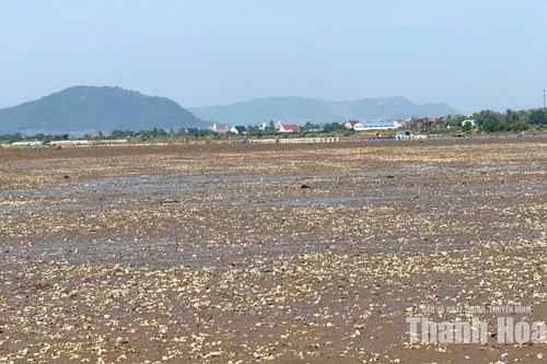 Người nuôi “trắng tay” vì ngao chết hàng loạt