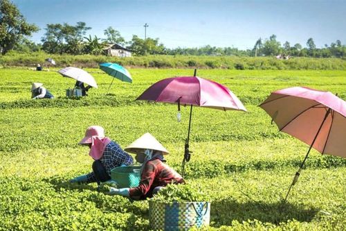 Thành phố Huế chọn sản phẩm chủ lực, thúc đẩy nông nghiệp hàng hóa theo chuỗi