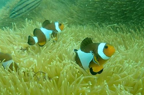San hô ở các vùng biển Đông Á trụ vững giữa suy giảm toàn cầu