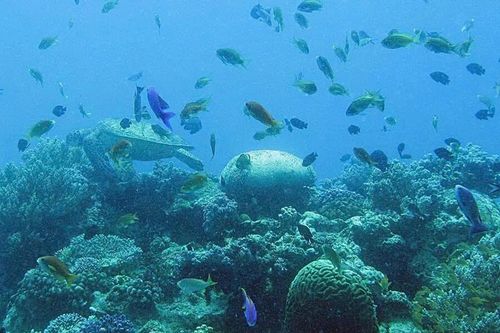 Tín hiệu tích cực từ rạn san hô vùng Đông Á
