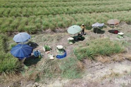 Giá sả giảm khoảng mạnh, tiêu thụ chậm