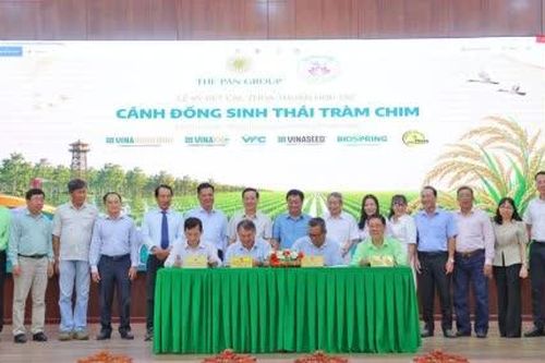 Vùng lúa sinh thái, sự bền vững từ đồng ruộng và môi trường sống