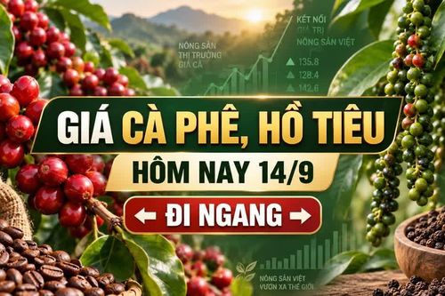 Giá cà phê, hồ tiêu hôm nay 14/9: Hai mặt hàng cùng đi ngang