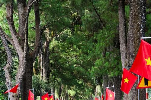 Bảo vệ, phát huy giá trị cảnh quan khu vực hàng thông trăm tuổi và vùng chè Biển Hồ