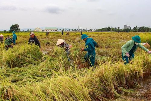 Cán bộ, chiến sĩ dân quân xã Ia Hiao hỗ trợ bà con thu hoạch lúa sau mưa lũ