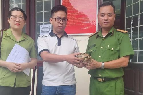 Người dân Quy Nhơn tự nguyện giao nộp rùa núi vàng quý hiếm