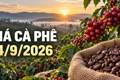 Giá cà phê hôm nay 14/9: Robusta và Arabica cùng giảm