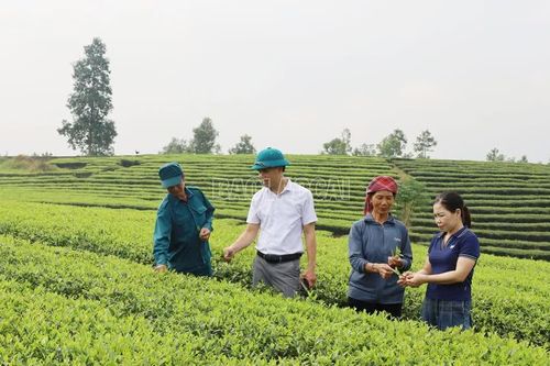 Chủ động phòng trừ sâu bệnh trên cây chè