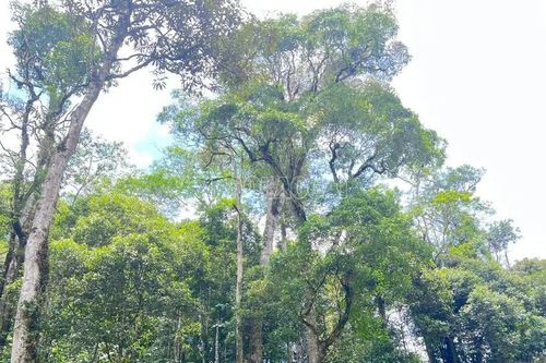Thành lập Ban Quản lý Vườn quốc gia Bát Xát