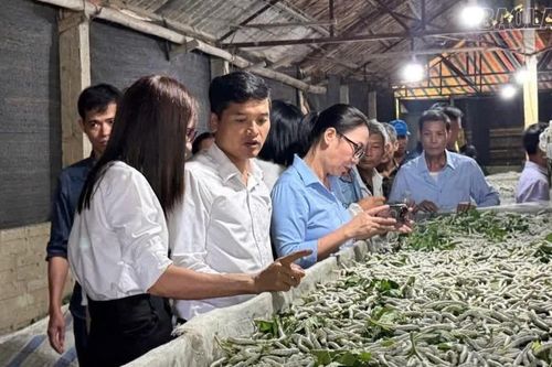 Nông dân Bảo Hà, Phúc Khánh học kinh nghiệm phát triển nghề dâu tằm tại Trấn Yên