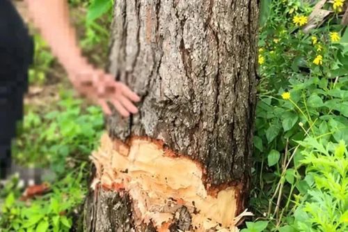 Thanh niên ở Lâm Đồng bị phạt 35 triệu đồng vì tự ý cưa hạ cây thông