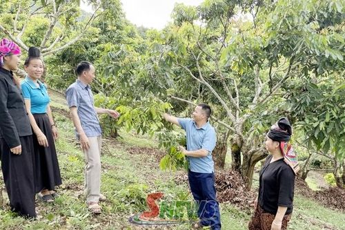 Thúc đẩy phát triển kinh tế ở Mường Lầm