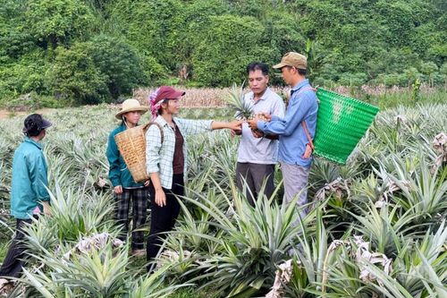 Nhân rộng những 'đầu tàu' kinh tế ở Minh Quang