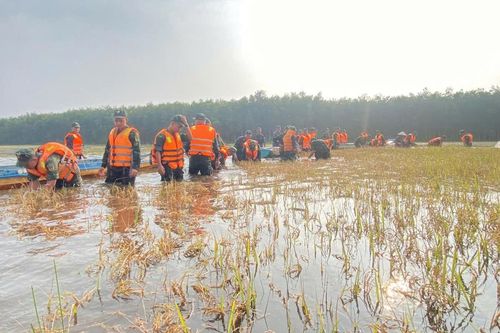Bộ đội giúp dân thu hoạch lúa trước nguy cơ mưa lớn, nước dâng