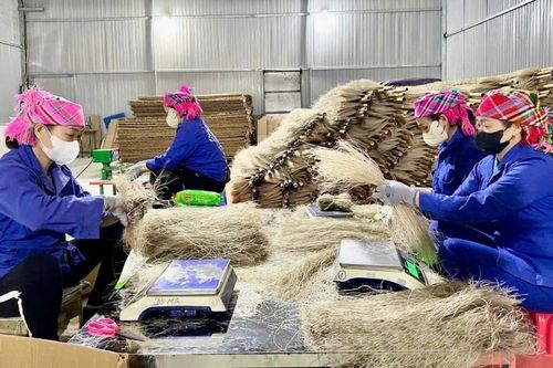 Đặc sản vùng cao tìm đường ra thị trường toàn cầu