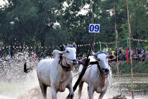 An Giang: Sôi nổi giải đua bò truyền thống Chùa Rô 2026