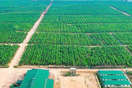 HAGL Agrico lỗ thêm 152 tỷ đồng sau soát xét, chi phí lãi vay tăng mạnh