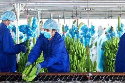 HAGL Agrico tăng lỗ 152 tỷ đồng sau soát xét báo cáo