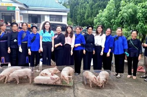 Xã Hạ Lang ra mắt mô hình 'Chăn nuôi lợn sạch'