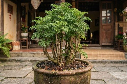 5 lý do các gia đình giàu có rất thích trồng cây Đinh Lăng trong nhà