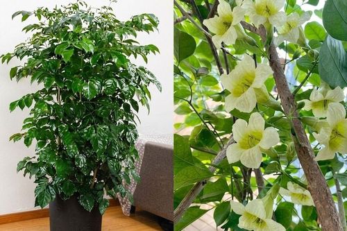 Tại sao nhiều gia đình giàu có thích trồng một cây Hạnh Phúc trong nhà?