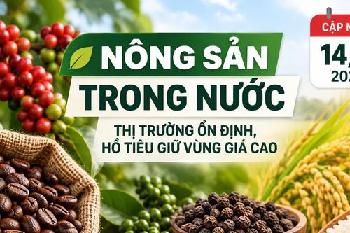 Nông sản trong nước 14/9: Cà phê giữ quanh 95.000 đồng/kg, hồ tiêu cao nhất 141.000 đồng/kg