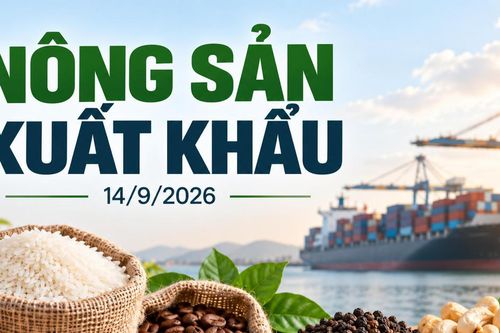 Nông sản xuất khẩu 14/9: Tiêu giữ giá cao, gạo đi ngang, cà phê chờ phiên mới