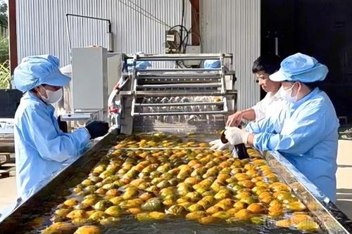 Công nghệ mở hướng nâng cao giá trị cam sành Hàm Yên