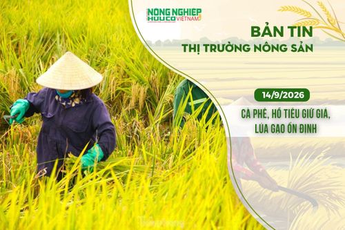 Thị trường nông sản 14/9/2026: Cà phê, hồ tiêu giữ giá, lúa gạo ổn định