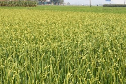 Nghệ An: Kim Bảng triển khai sản xuất vụ đông và rà soát hộ nghèo cuối năm 2026