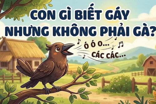 Con gì biết gáy nhưng không phải gà?