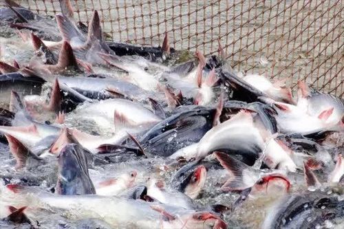 Xuất khẩu cá tra sang Hoa Kỳ giảm mạnh