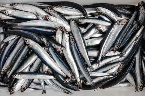 5 loại cá giá rẻ ở chợ Việt, cực giàu Omega-3 nên đưa vào thực đơn
