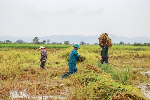 Gia Lai: Chung tay thu hoạch lúa, giảm thiệt hại cho người dân sau mưa lớn