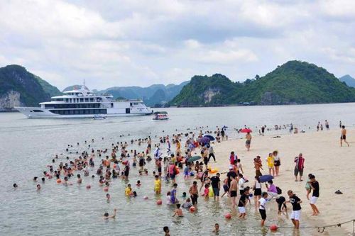 Khuyến cáo sứa lửa độc gây bỏng rát tại các bãi tắm ở Quảng Ninh